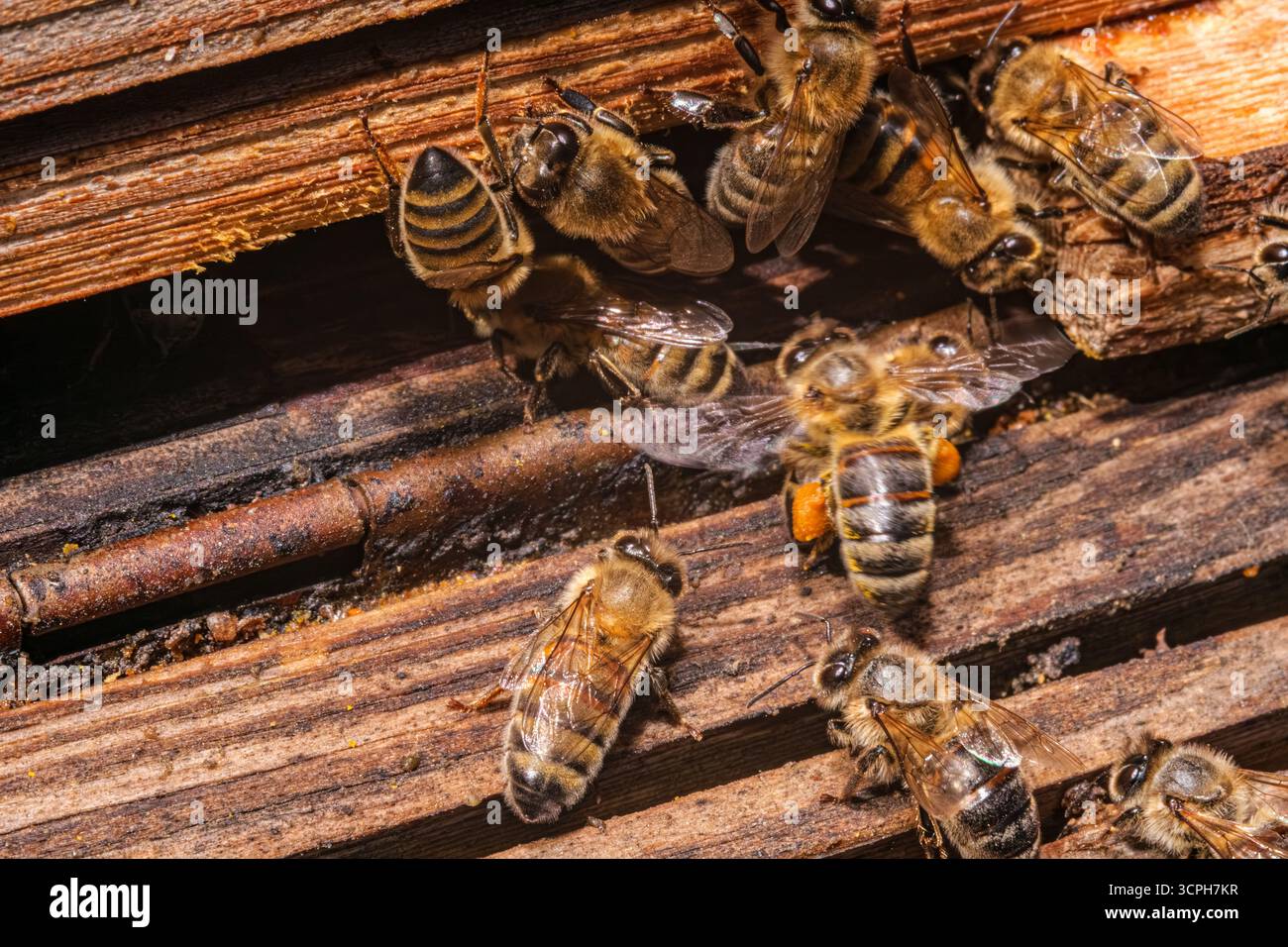 Gruppo di api impegnate che lavorano insieme all'interno di un alveare di legno. Scatto macro che cattura i dettagli intricati delle api mellifere che tendono al loro alveare. Foto Stock