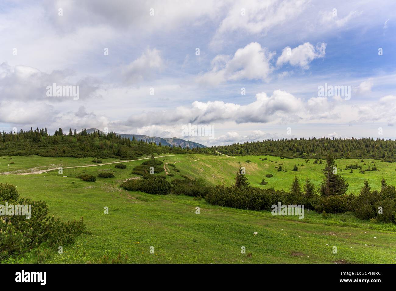 Un vivace paesaggio verde a Rax Austria presenta prati ondulati con macchie di fiori selvatici sotto un cielo nuvoloso, con il primo piano ricco di i Foto Stock