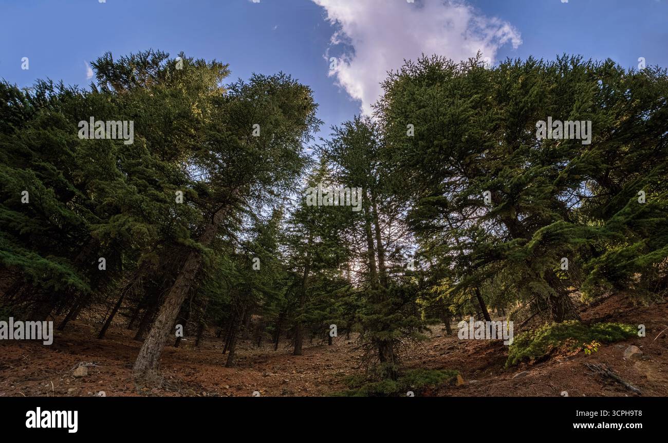 Dalla foresta al cielo. La luce del sole filtra attraverso la fitta tettoia di una foresta di conifere, illuminando il suolo della foresta. Foto Stock