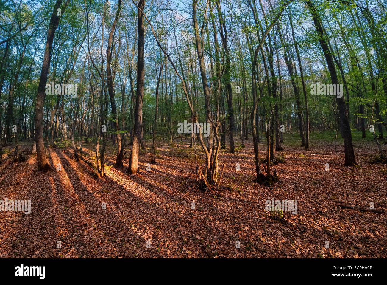 Tranquilla foresta con luce calda e ombre. Illuminato dalla calda luce dorata del sole nascente, che proietta lunghe ombre sul pavimento della foresta. Foto Stock