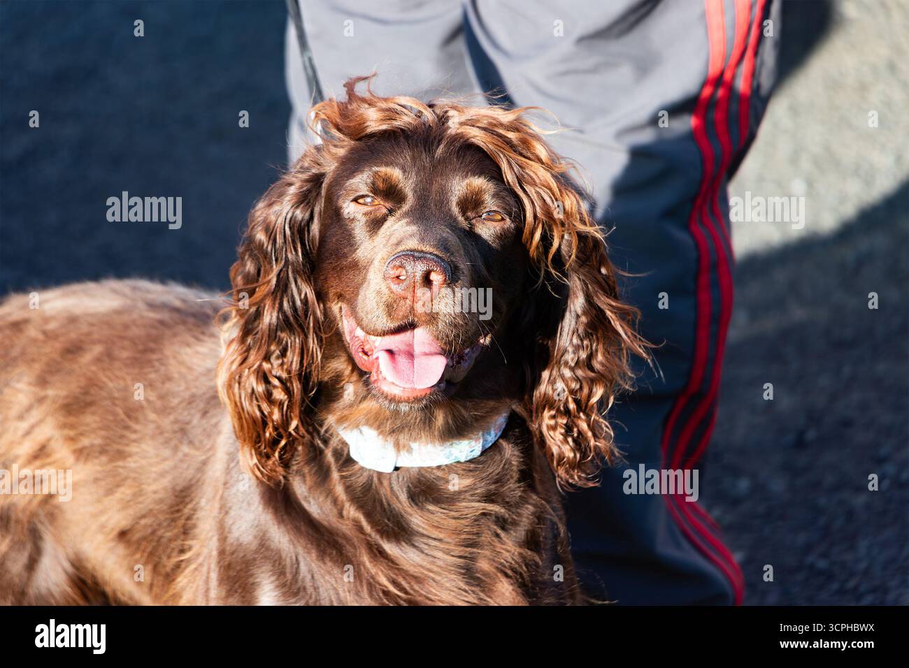 Un felice cane spaniel cocker marrone al cioccolato con pelliccia riccia e tongiue spicca su una strada asfaltata accanto a una persona Foto Stock