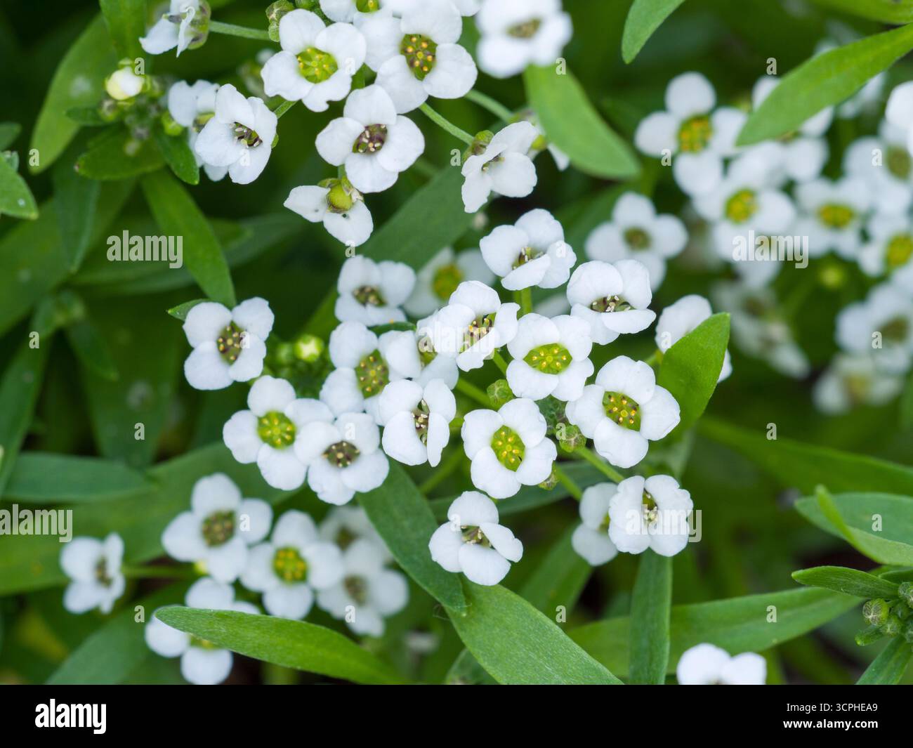 Fiori di Alyssum dolce (Lobularia maritima), noti anche come Sweet Alison, che crescono in un giardino all'inglese. Foto Stock