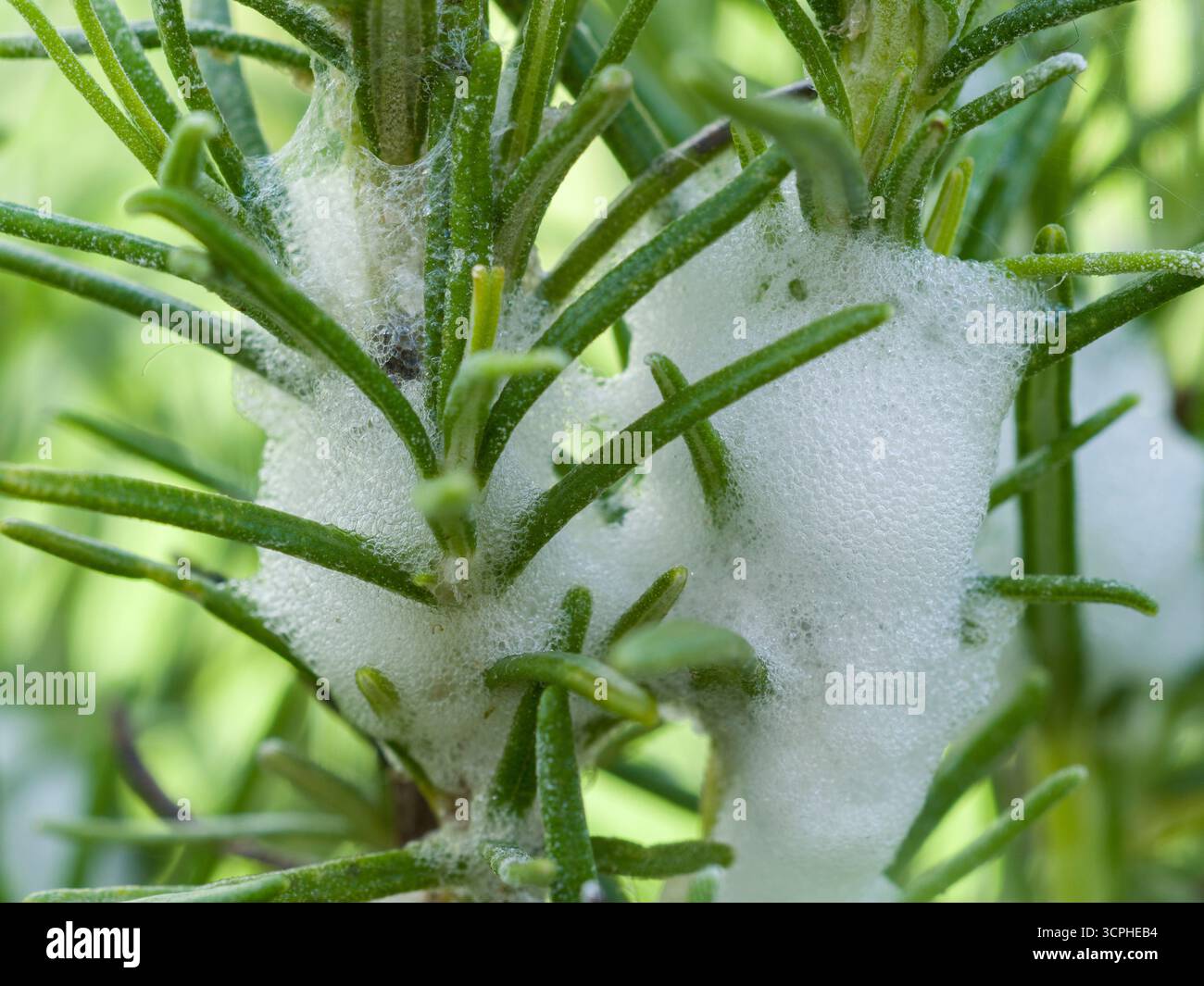Schiuma sputata di cuculo contenente spittlebug, o froghopper, ninfe al rosmarino (Salvia Rosmarinus) all'inizio dell'estate in un giardino all'inglese. Foto Stock