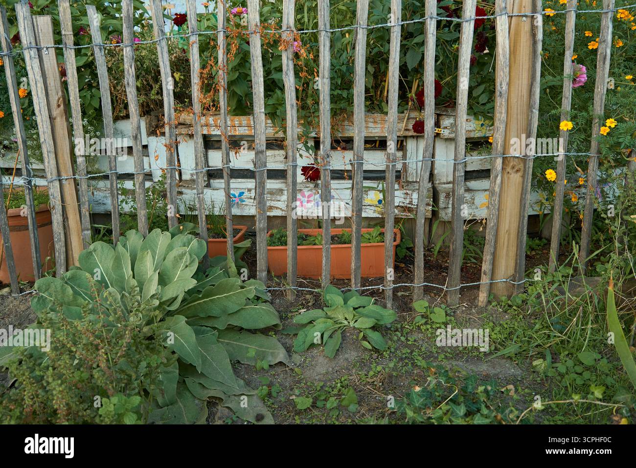 Concentratevi su un letto da giardino di fronte ad una piccola recinzione in legno a Vienna. Grande pianta verde e vegetazione circostante, con piccole pentole e scatole di legno di dahl Foto Stock
