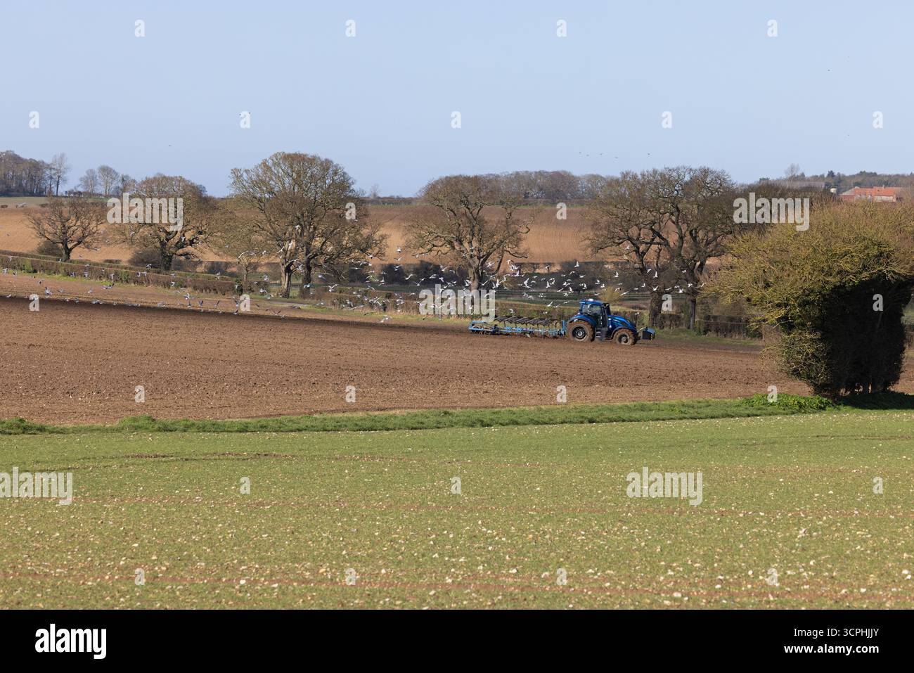 Gull dalla testa nera (Chroicocephalus ridibundus) Norfolk febbraio 2025 Foto Stock