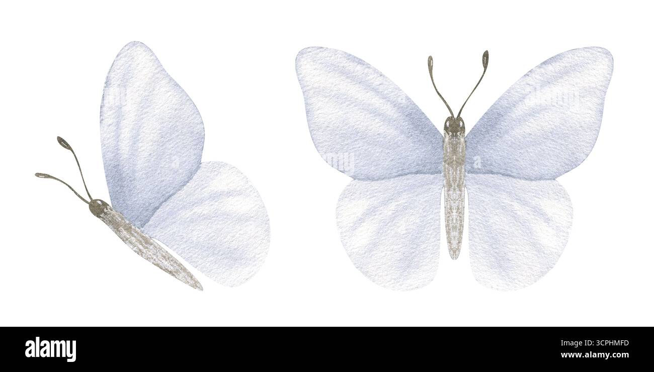 Farfalle grigio-blu astratte da due angolazioni clip art di illustrazione acquerello su sfondo isolato. Semplice set di falena minimalista Foto Stock