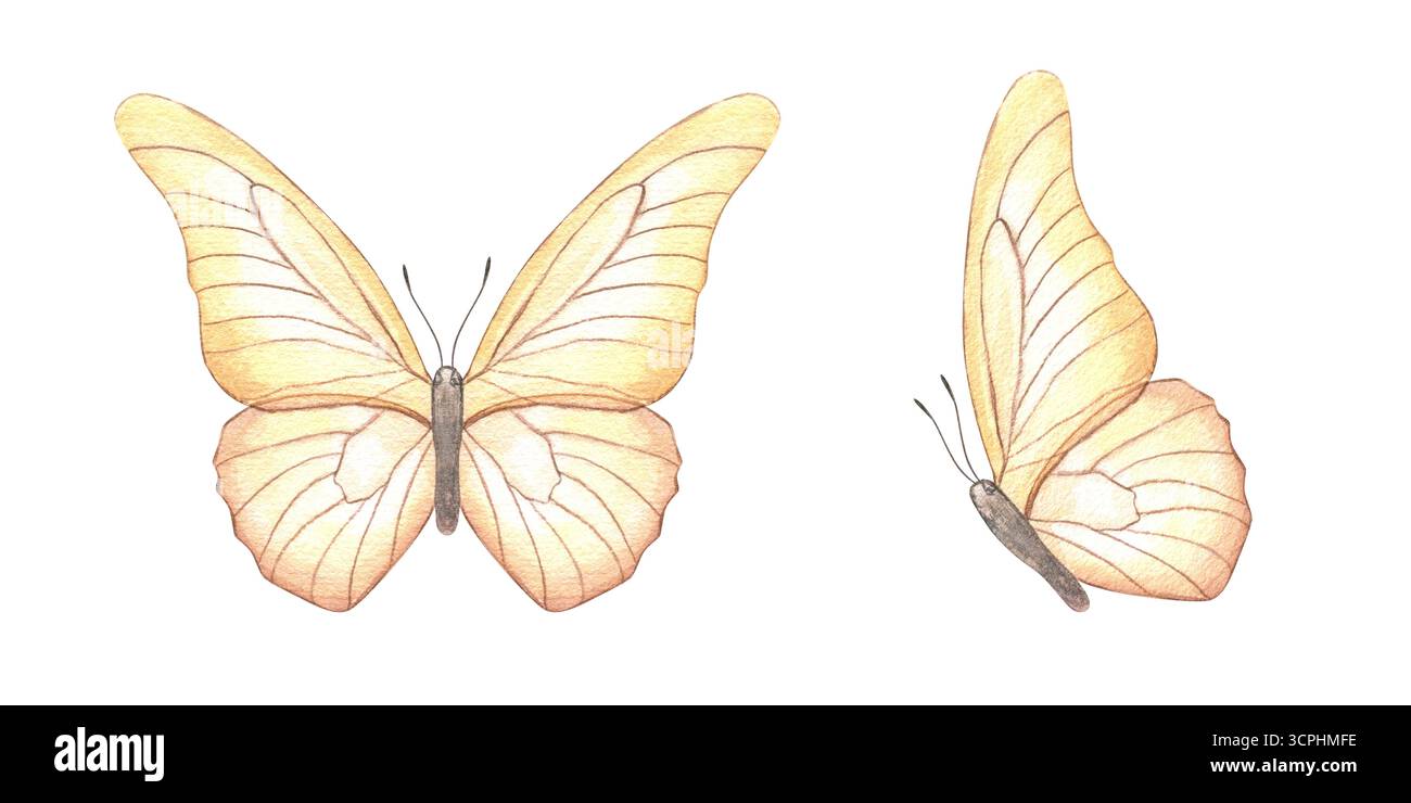 Due farfalle arancioni in due pose volanti clip art acquerello su sfondo isolato. Vista frontale e laterale. Foto Stock