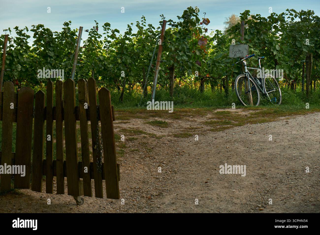 La bassa porta di legno si apre su un vigneto con filari di viti ordinatamente disposti. Una bicicletta parcheggiata si appoggia nelle vicinanze, aggiungendo un'atmosfera rurale rustica e accogliente. Foto Stock