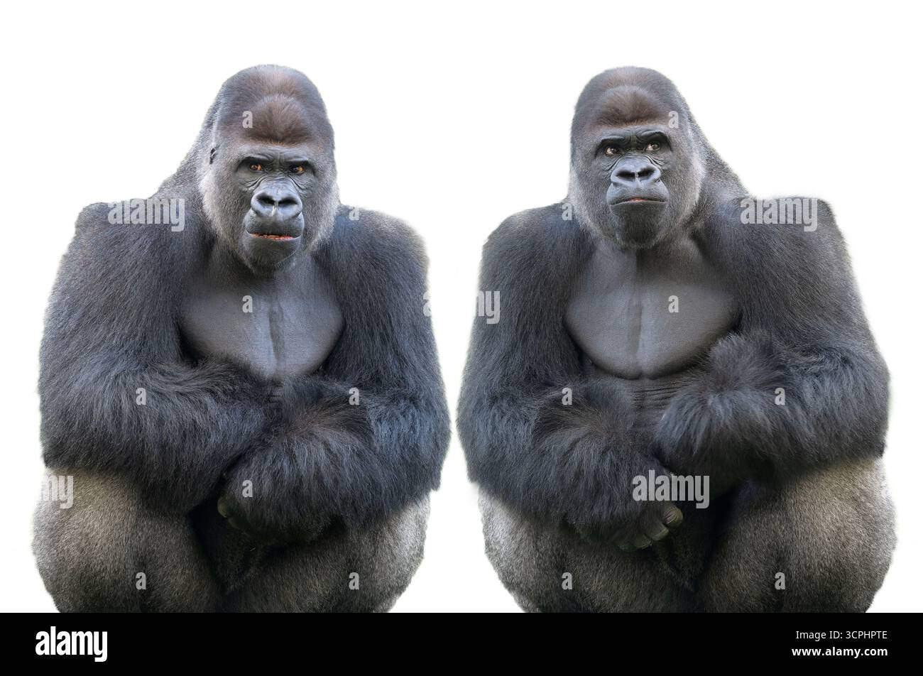 due gorilla di pianura occidentale isolati su sfondo bianco Foto Stock