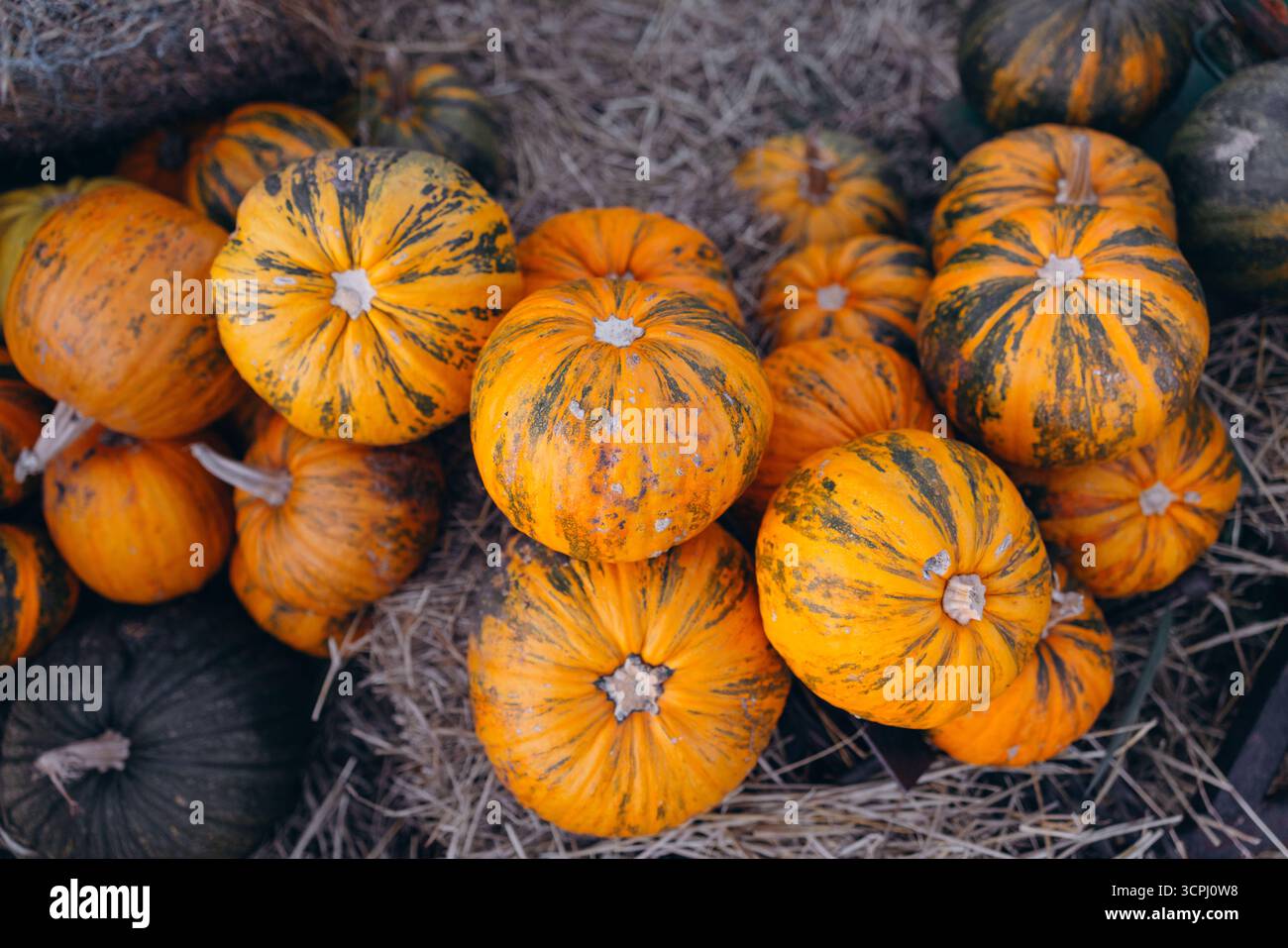 Vista ravvicinata e dall'alto di un'abbondante pila di zucche arancioni e a righe coltivate in modo biologico e dai colori vivaci, appoggiate su un letto di fieno secco. Simbolo di A. Foto Stock
