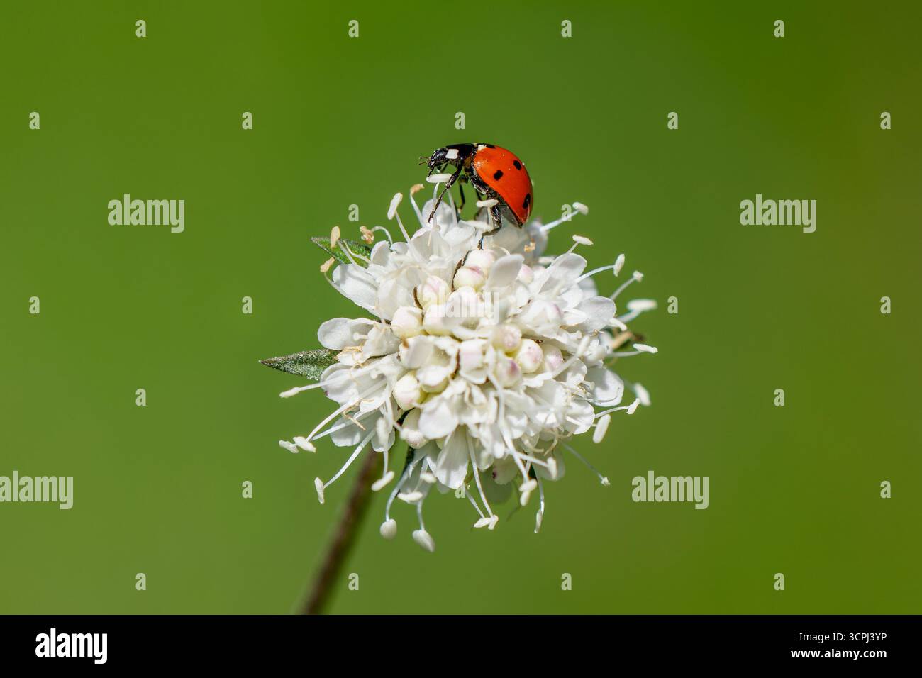 Ladybird in sette punti, Coccinella septempunctata, visita alla scabia gigante, Cephalaria gigantea. Foto Stock