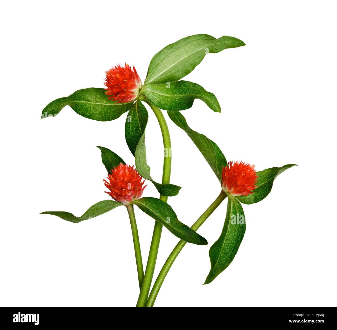 Fiori di gomphrena rosso brillante (Gomphrena globosa, globo amaranto) con foglie verdi isolate su sfondo bianco. Foto Stock