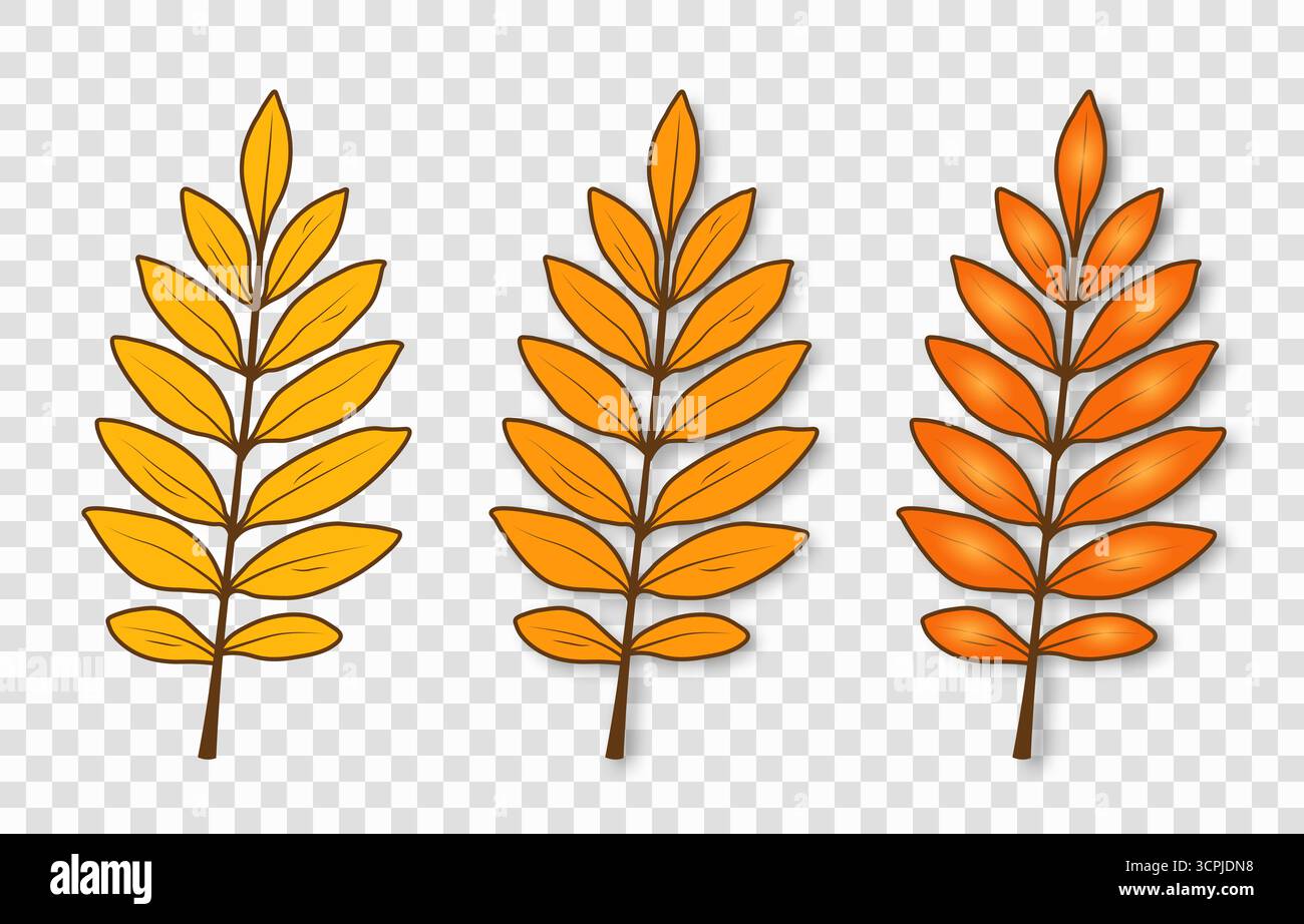 Una serie di semplici e luminose foglie autunnali di colore giallo-arancione su sfondo trasparente. Illustrazione Vettoriale