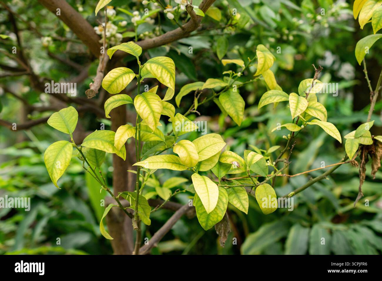 San Gallo, Svizzera, 20 febbraio 2025 Citrus Sinensis pianta presso l'orto botanico Foto Stock
