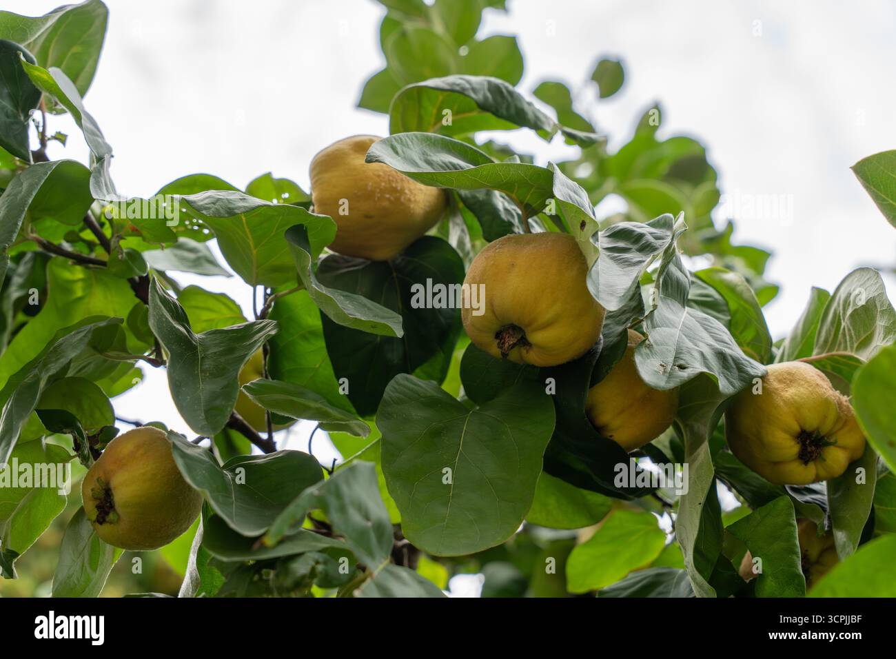 Primo piano di quinces appesi su un albero tra foglie verdi lucide. I frutti mostrano la loro caratteristica pelle dorata-gialla. Foto Stock