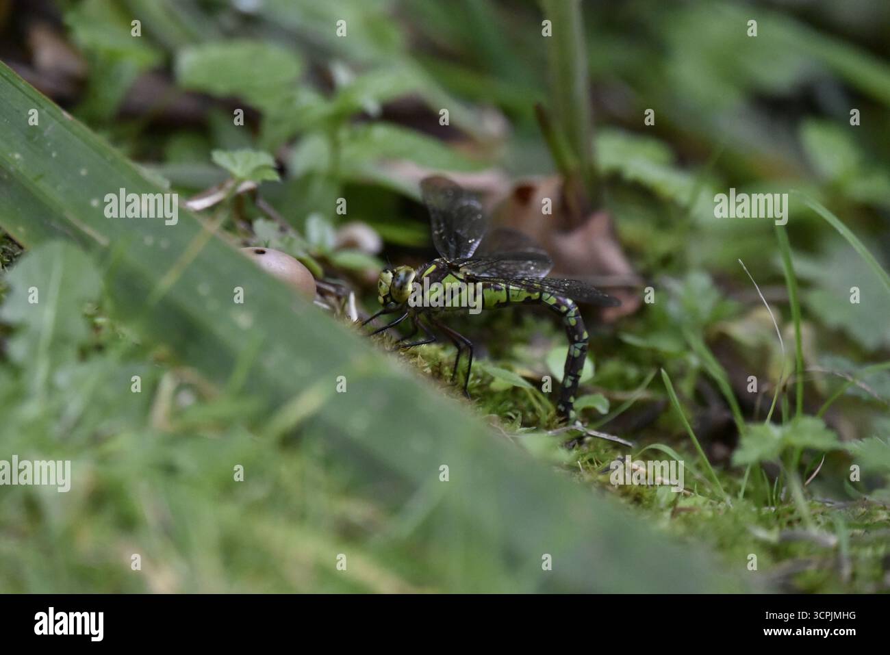 Immagine a livello degli occhi, profilo sinistro di una mosca di Falco australe femminile (Aeshna cyanea) che deposita uova da Ovipostor nel terreno vicino a Pond in Galles, Regno Unito Foto Stock
