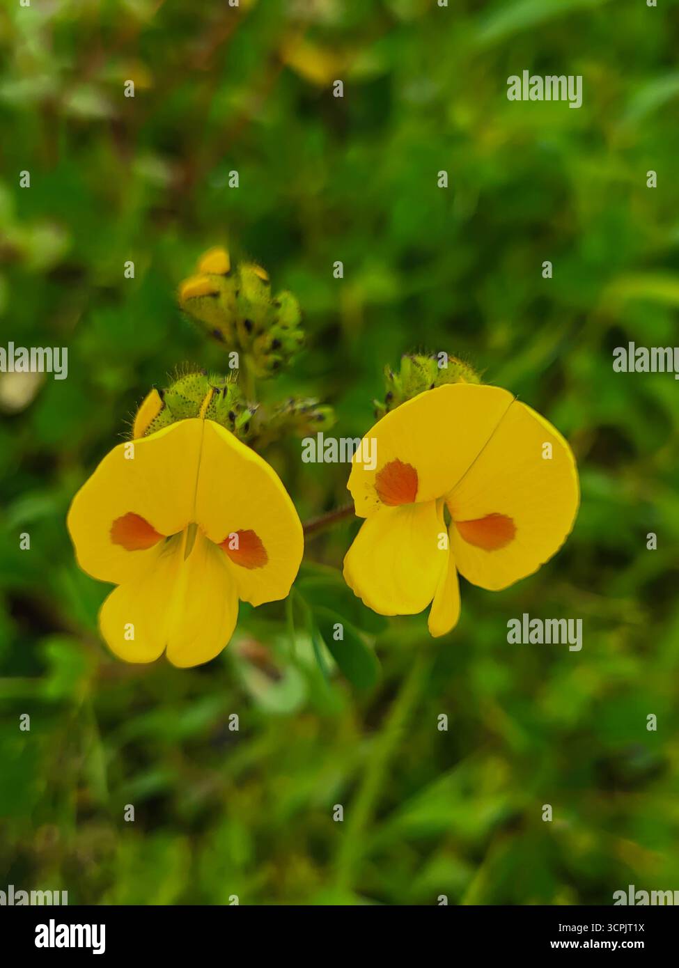 Smithia sp Flower o Topolino Flower - Immagine stock catturata con smartphone