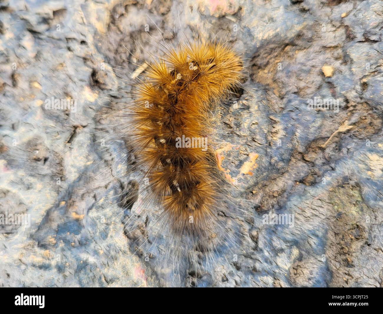 bruco peloso sulla roccia - Immagine stock catturata con smartphone