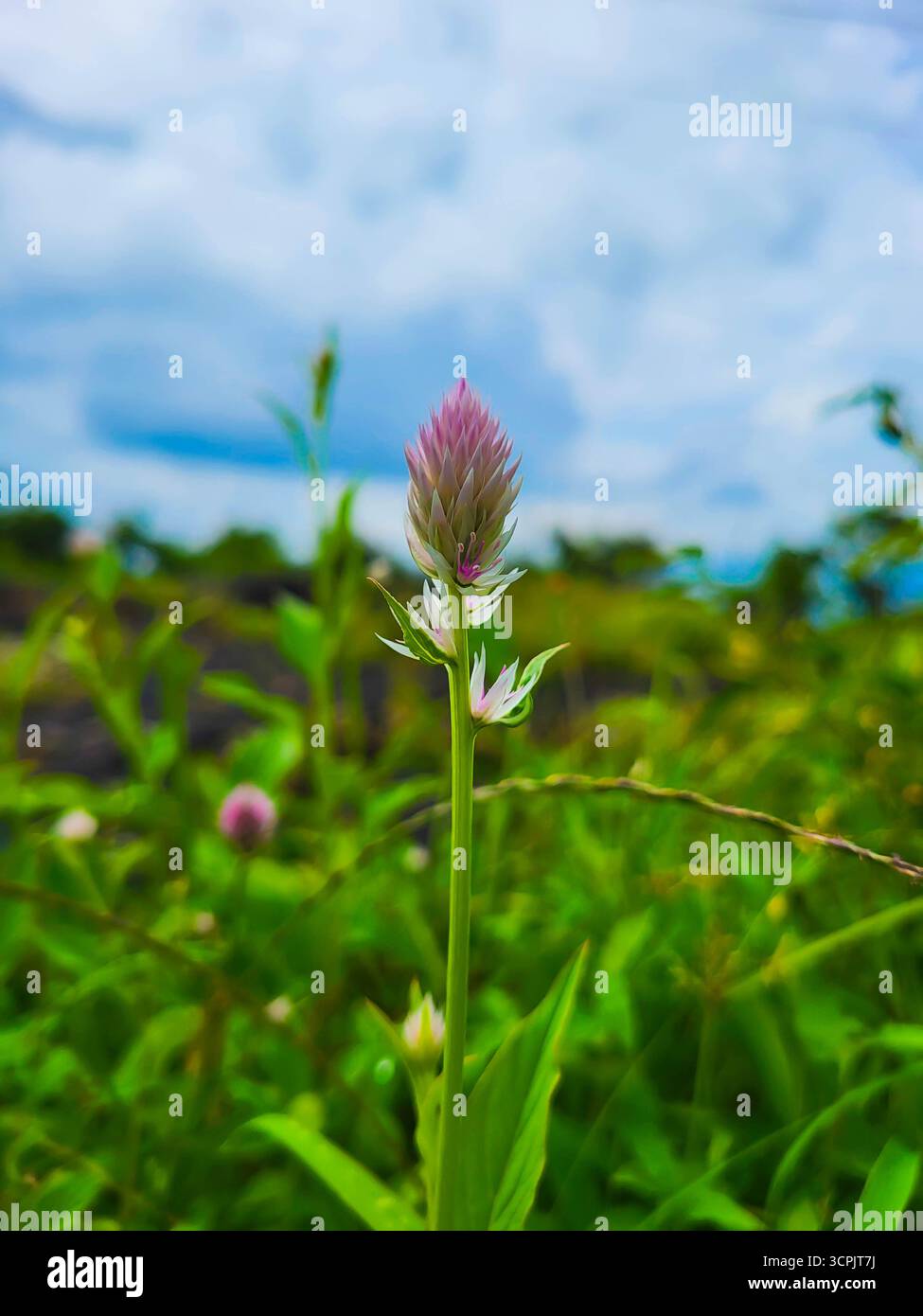 Globo Amarantha fiore o Gomphrena in India - Immagine stock catturata con smartphone