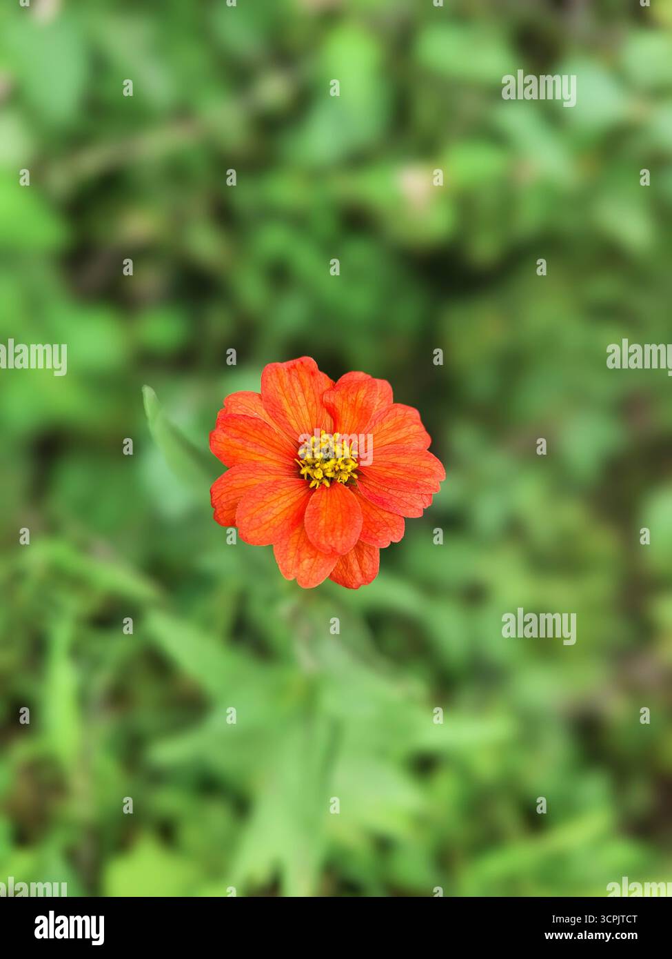 Elegante fiore rosso Zinnia noto anche come zinnia comune - Immagine stock catturata con smartphone