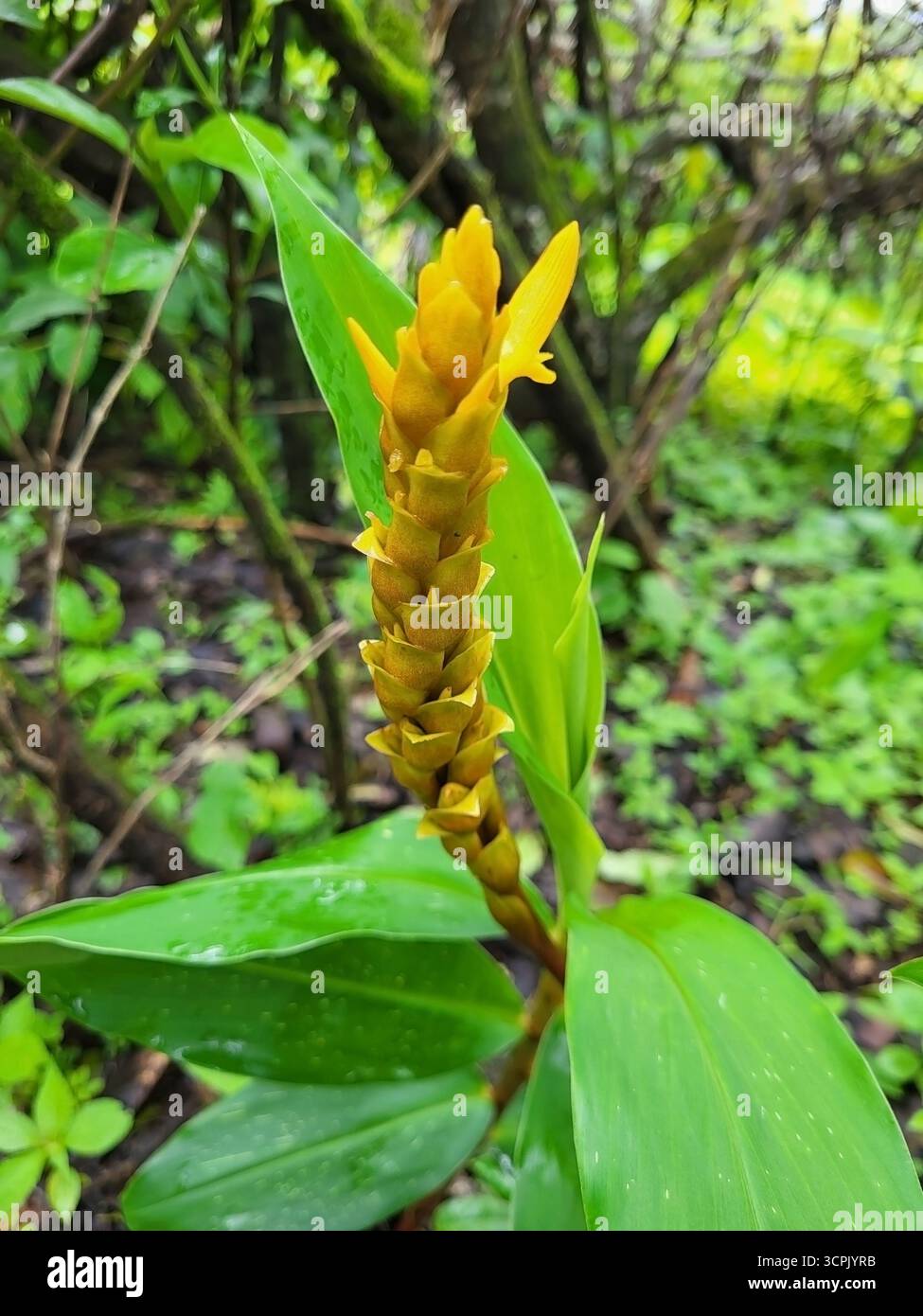 Zingiber diwakarianum (noto anche come Neesam Ginger - Immagine stock catturata con smartphone