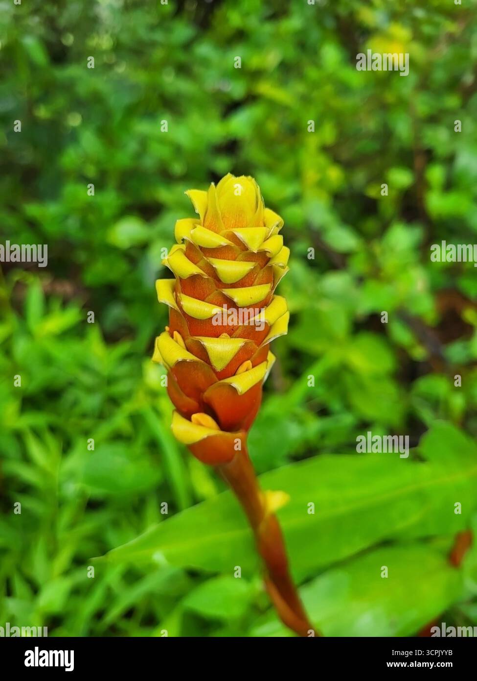 Zingiber diwakarianum (noto anche come Neesam Ginger - Immagine stock catturata con smartphone