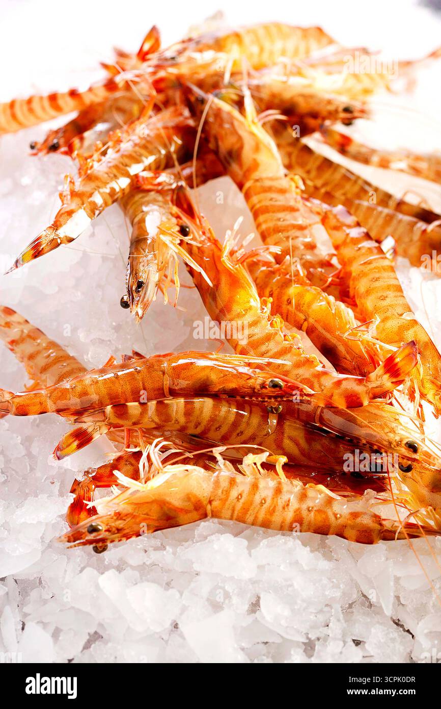 Gamberi tigre freschi accumulati sul ghiaccio tritato, primo piano del mercato del pesce Foto Stock