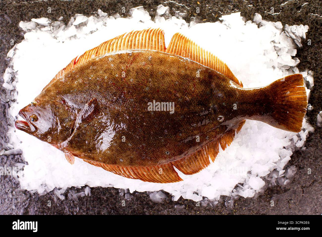 Flounder giapponese (Paralichthys olivaceus) sul ghiaccio frantumato, sopra la testa Foto Stock