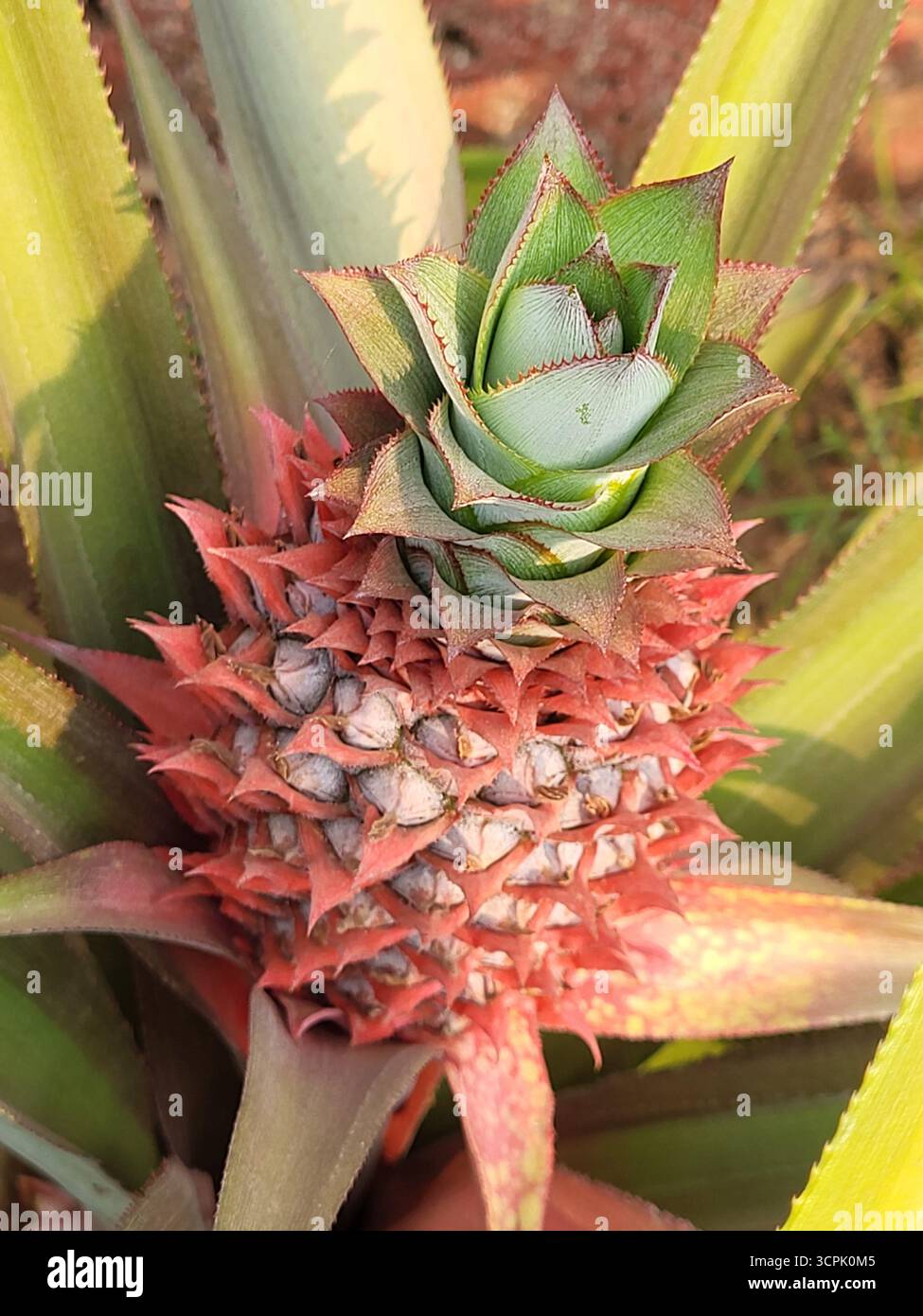 L'ananas è una pianta tropicale con un frutto commestibile - Immagine stock catturata con smartphone