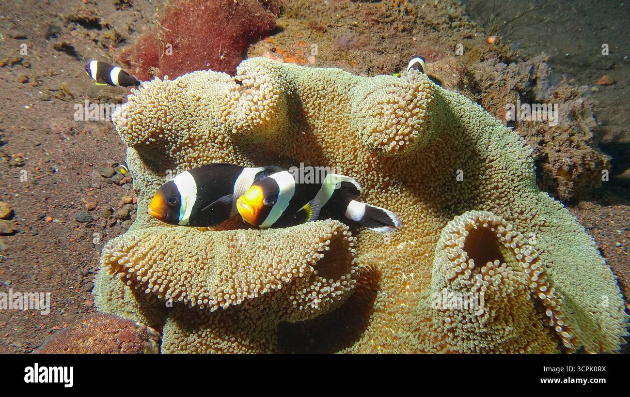 Un paio di anemonefish di Clark (Amphiprion clarkii) in un anemone di tappeti sott'acqua Foto Stock