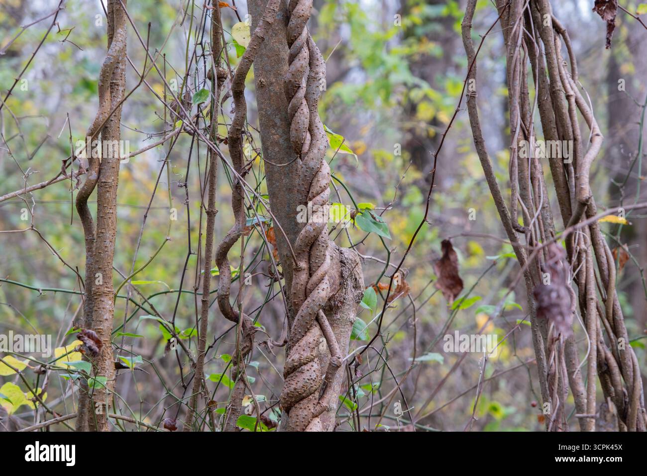 Primo piano di vigne spesse e strizzacervelli legnosi fortemente attorcigliati intorno a due tronchi di alberi in una fitta foresta. Vigne simili a funi della giungla che coprono tronchi di alberi Foto Stock Primo piano di vigne spesse e strizzacervelli legnosi fortemente attorcigliati intorno a due tronchi di alberi in una fitta foresta. Vigne simili a funi della giungla che coprono tronchi di alberi Foto Stock