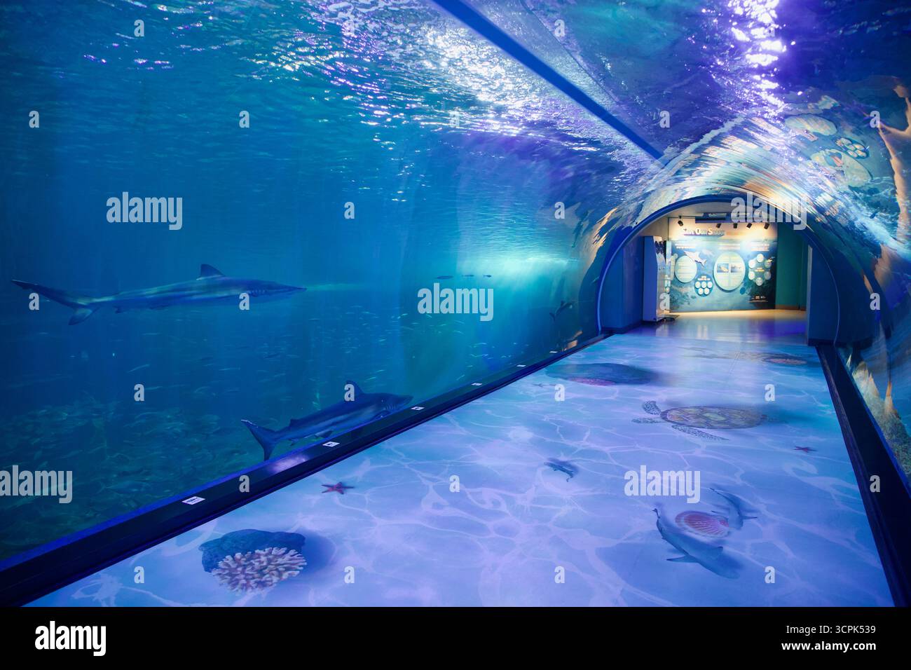 Gli squali e i pesci da scuola navigano oltre le pareti acriliche del tunnel sottomarino di Aqua Planet Jeju, offrendo ai visitatori uno sguardo coinvolgente sull'oceano aperto spe Foto Stock