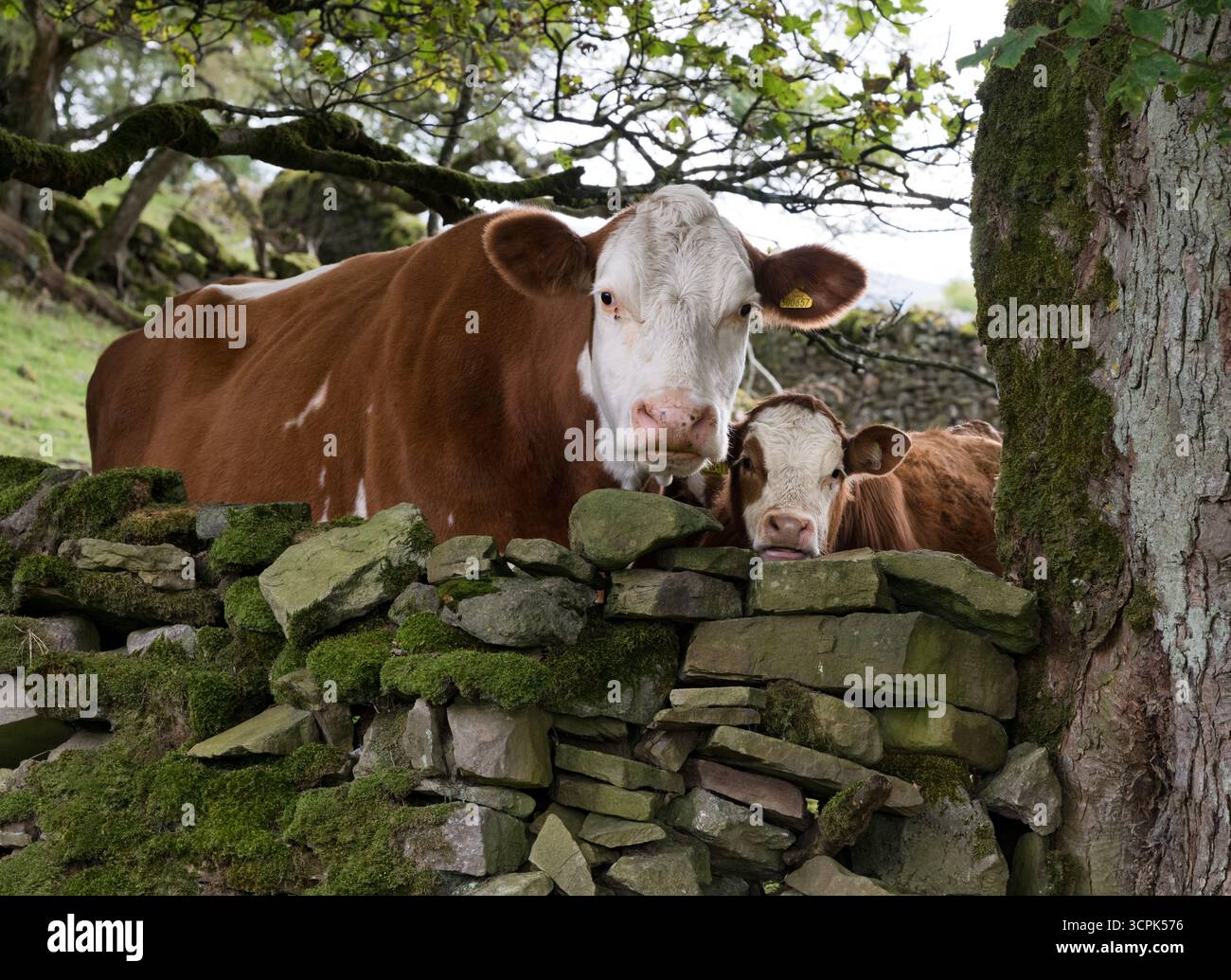 Mucca e vitello in un campo, Keld, North Yorkshire, Regno Unito Foto Stock