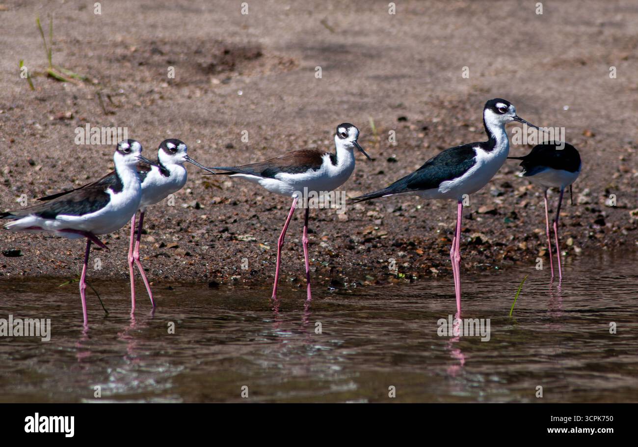 Vista delle palafitte dal collo nero che attraversano acque poco profonde, le loro lunghe gambe rosa si specchiano sulla superficie dell'acqua, Cape May, New Jersey, Stati Uniti. Foto Stock