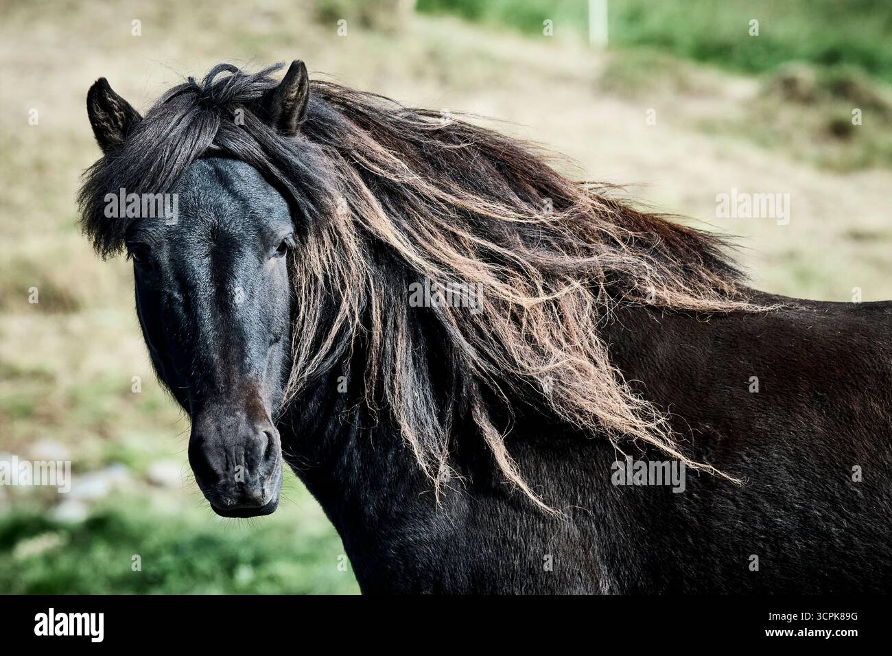 Cavallo islandese Foto Stock