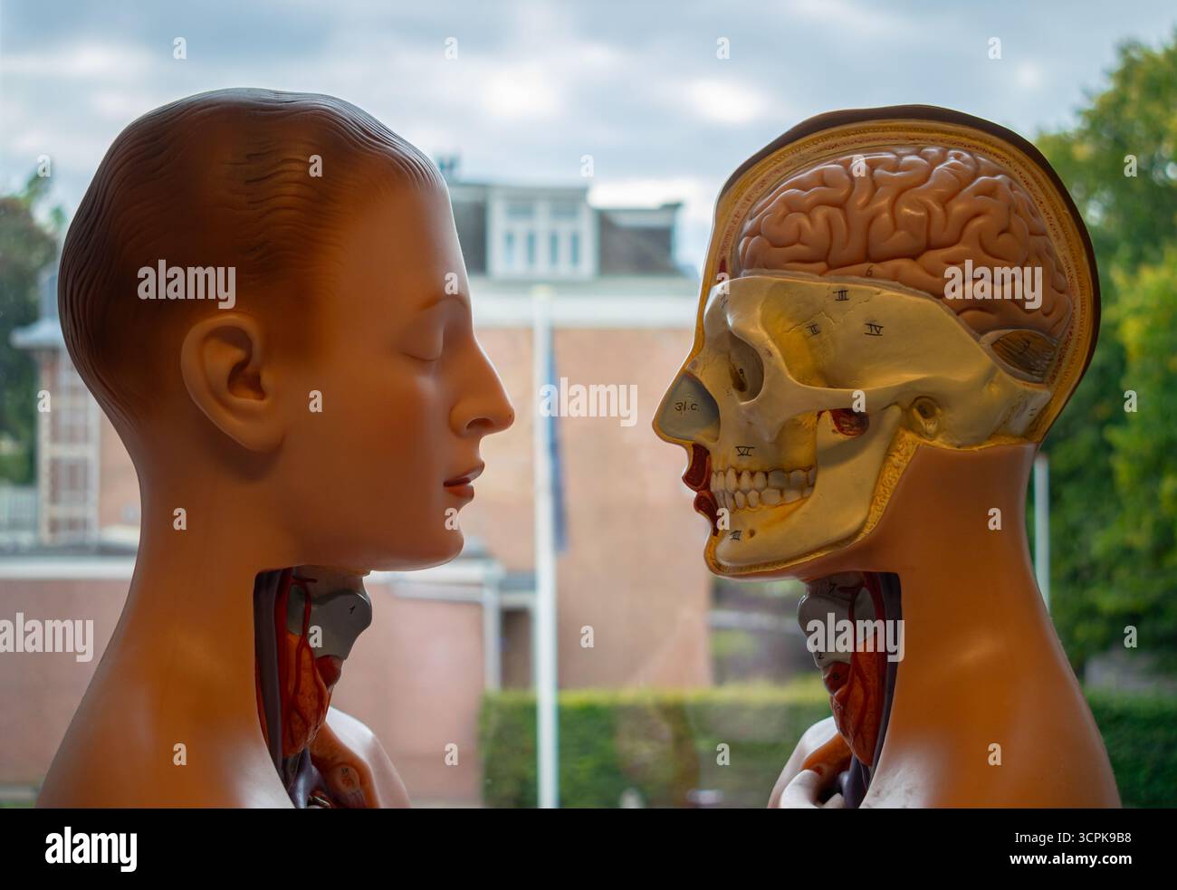 Figure e modelli anatomici del cranio cerebrale di fronte l'un l'altro per l'educazione medica. Foto Stock