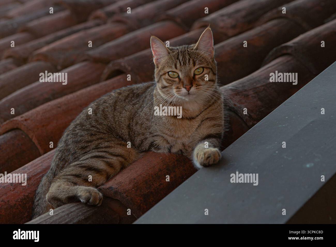 Lettino per gatto di Tabby sulle piastrelle del tetto in terracotta Foto Stock