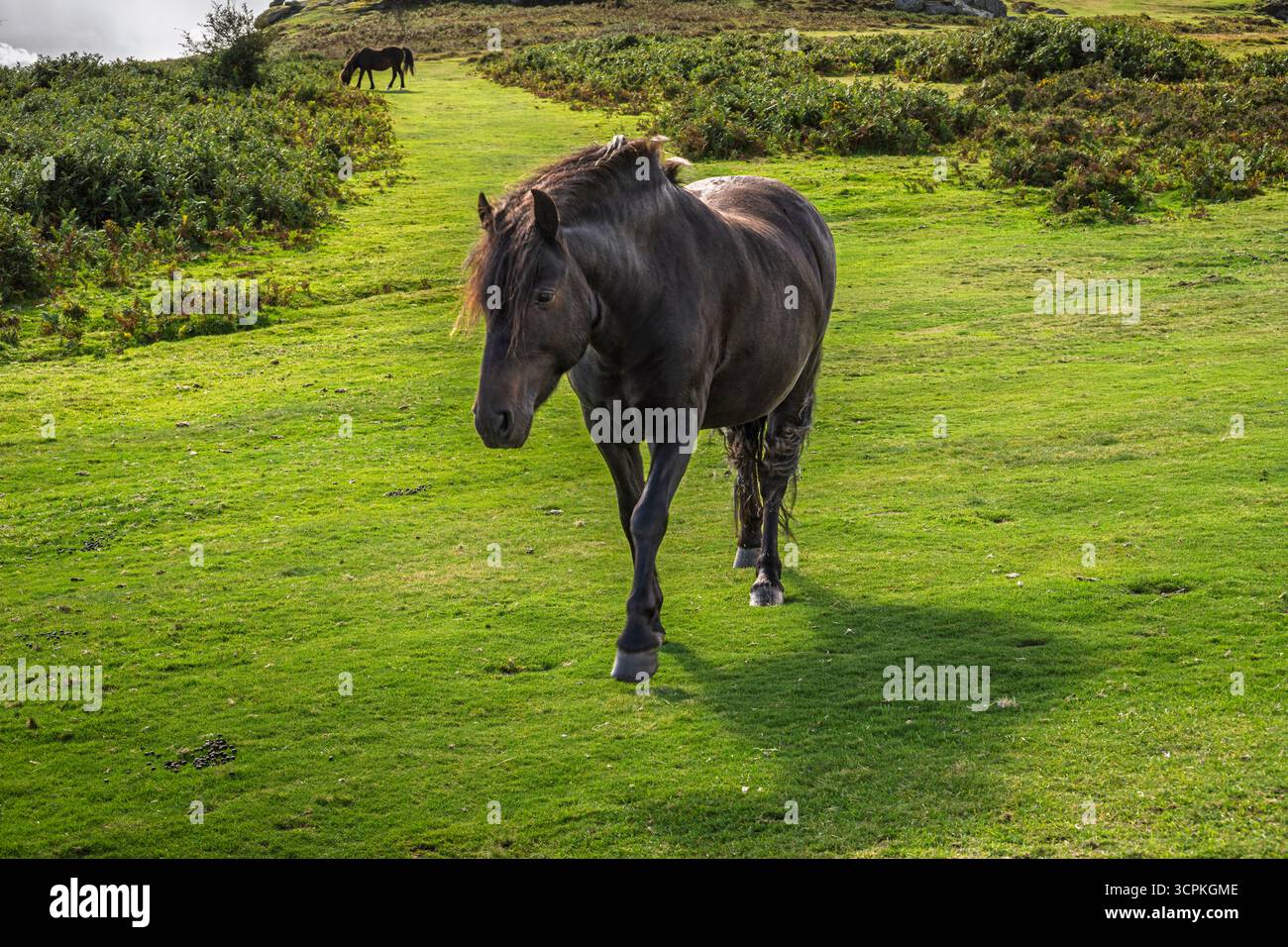 Una foto di un cavallo che sfreccia sull'erba verde del Devon, in Inghilterra Foto Stock