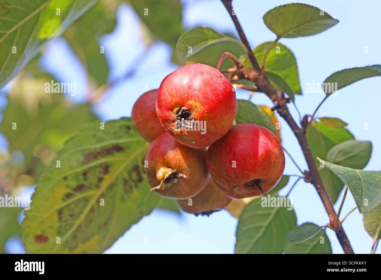 Früchte von Zierapfelsorten die reifenden Früchte der Zierapfelsorte James Grieve im Herbst *** frutto di varietà di mele ornamentali frutto di maturazione della varietà di mele ornamentali James Grieve in autunno Foto Stock