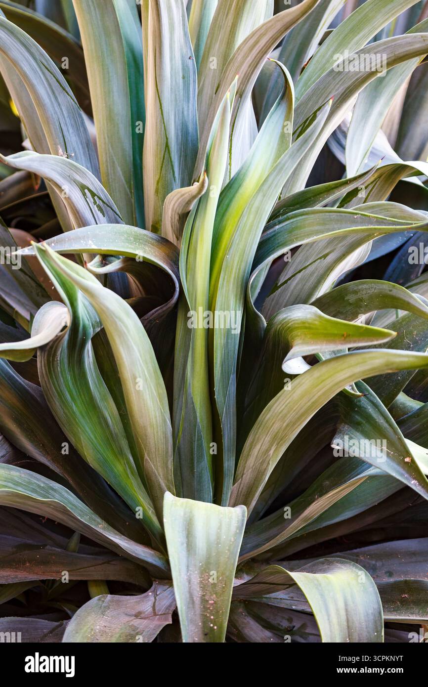 Uno scatto ravvicinato mostra le foglie verdi vibranti di una pianta, probabilmente un tipo di agave o yucca, con le loro consistenze lisce e punte appuntite che creano un motivo visivamente accattivante. Foto Stock