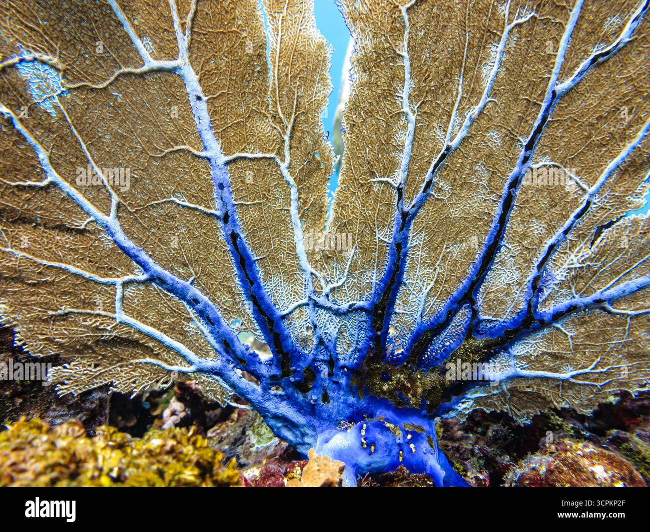 Un ventilatore di mare oscilla dolcemente nella corrente oceanica, mentre i suoi intricati rami filtrano l'acqua alla ricerca di nutrienti. Foto Stock