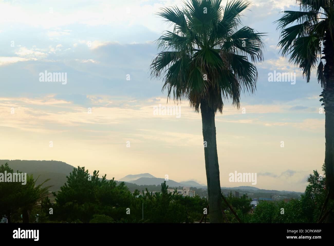 Palme e giardini fuori Aqua Planet Jeju incorniciano colline nebbiose e bassi edifici cittadini sulla costa di Sopjikoji, mentre la luce serale ammorbidisce il cielo Foto Stock