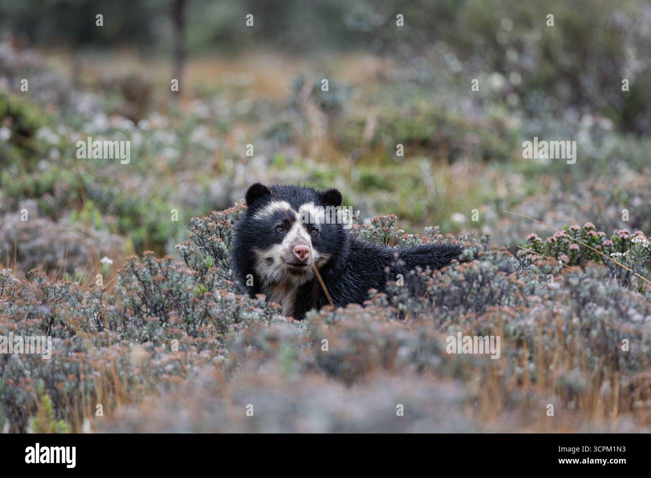 Orso tacitato (Tremarctos ornatus) nell'habitat naturale di Páramo, Cayambe - Coca, Ecuador. Specie di orsi sudamericani in via di estinzione. Foto Stock