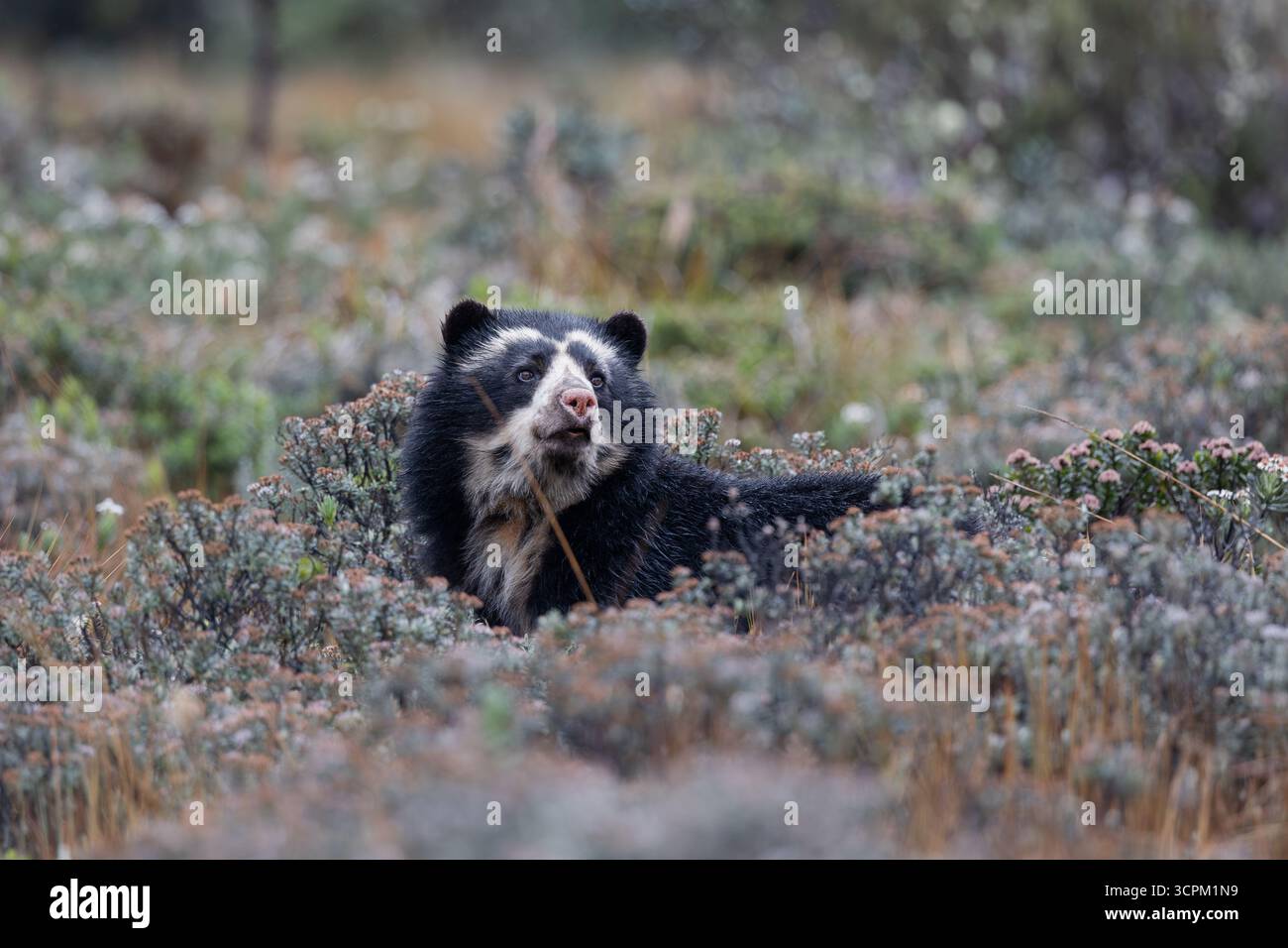 Orso tacitato (Tremarctos ornatus) nell'habitat naturale di Páramo, Cayambe - Coca, Ecuador. Specie di orsi sudamericani in via di estinzione. Foto Stock
