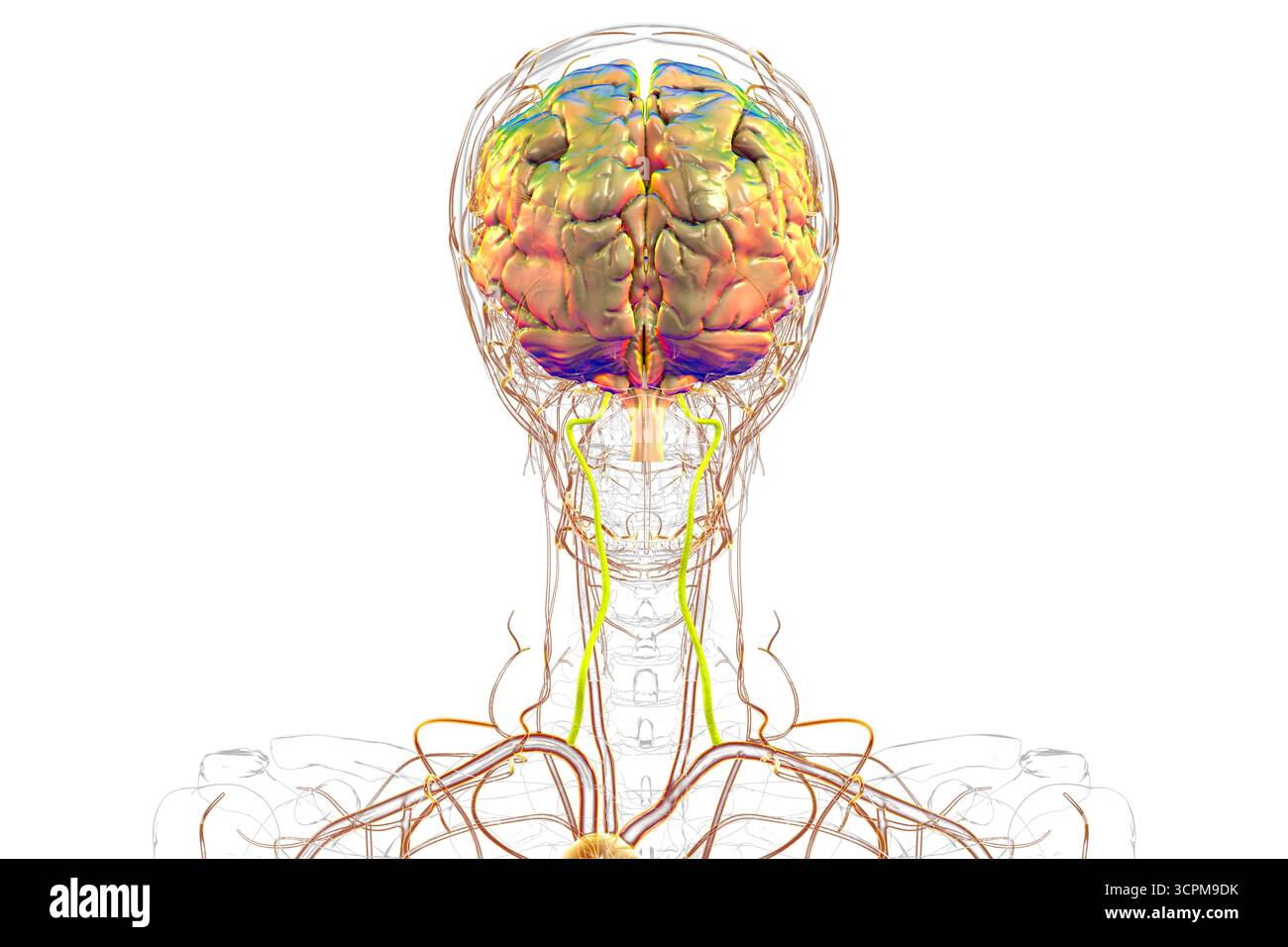 Illustrazione delle arterie vertebrali, che forniscono sangue alle regioni del tronco cerebrale, del cervelletto e del cervello posteriore, essenziali per le funzioni vitali e c Foto Stock