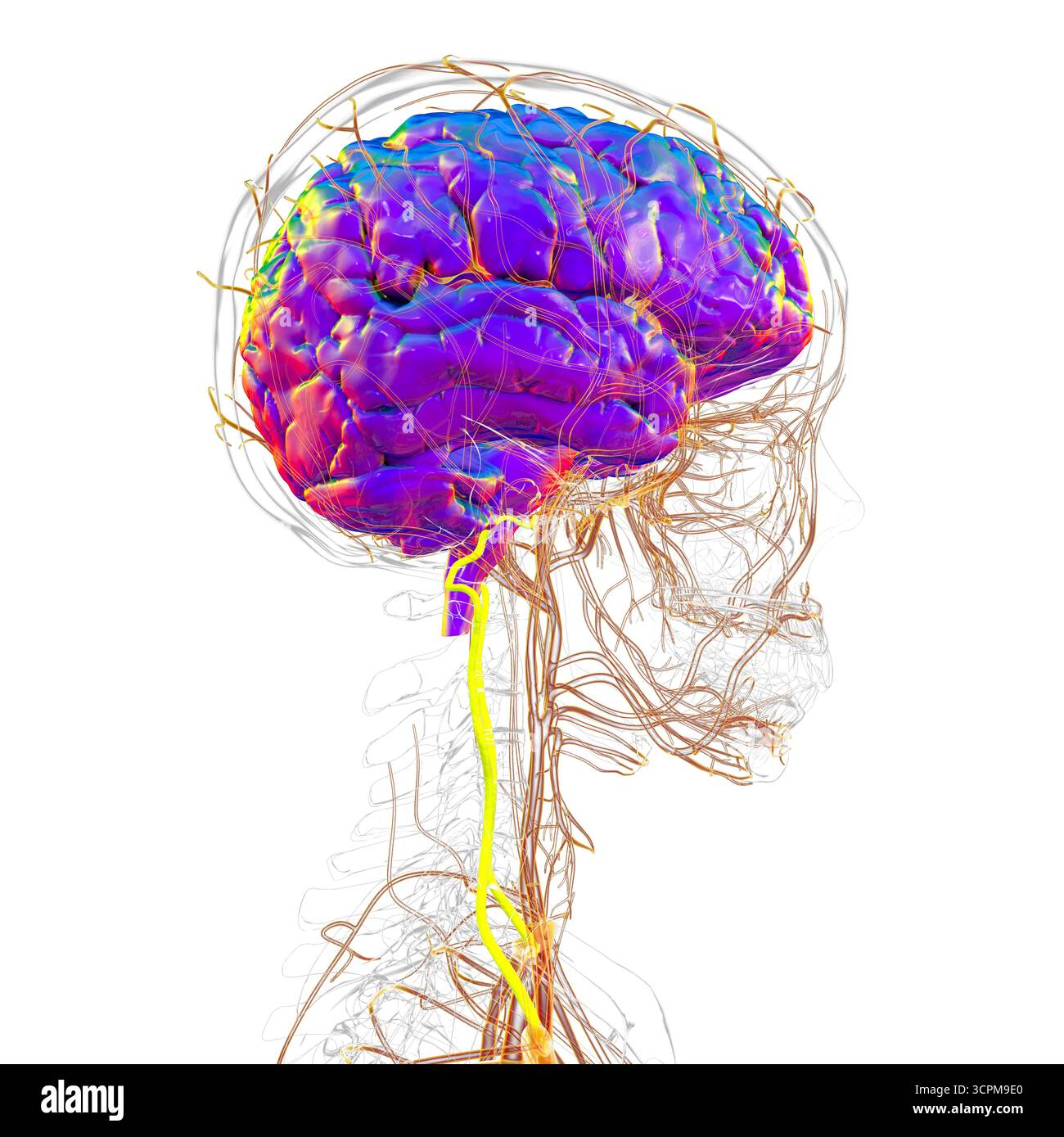 Illustrazione delle arterie vertebrali, che forniscono sangue alle regioni del tronco cerebrale, del cervelletto e del cervello posteriore, essenziali per le funzioni vitali e c Foto Stock