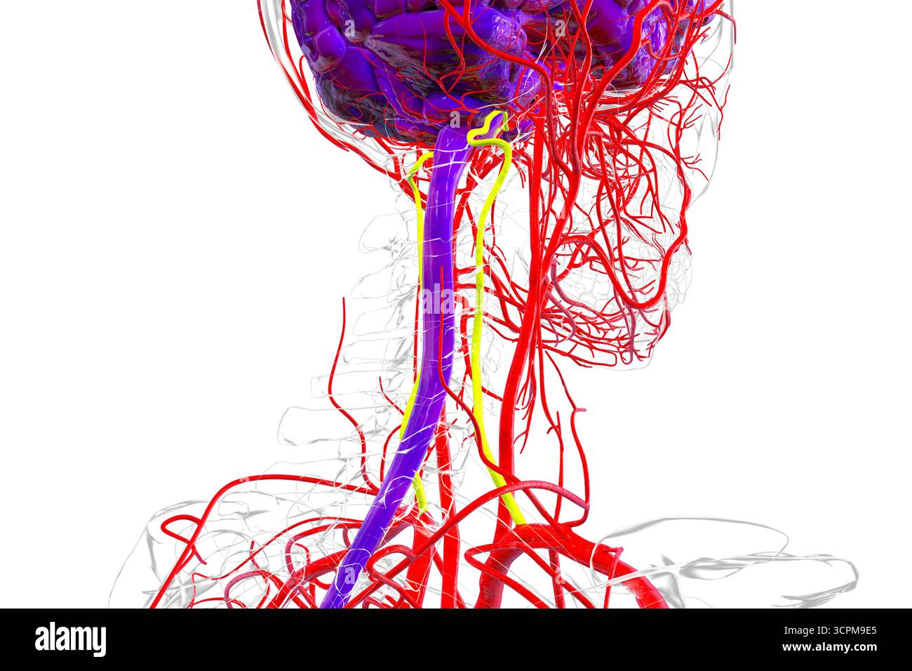 Illustrazione delle arterie vertebrali (gialle), che forniscono sangue alle regioni del tronco cerebrale, del cervelletto e del cervello posteriore, essenziali per i functi vitali Foto Stock