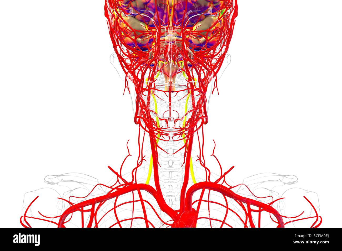 Illustrazione delle arterie vertebrali (gialle), che forniscono sangue alle regioni del tronco cerebrale, del cervelletto e del cervello posteriore, essenziali per i functi vitali Foto Stock