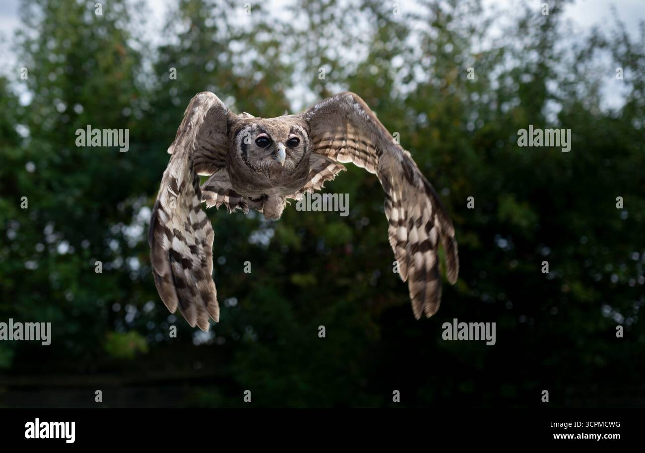 Gufo di aquila di Verreaux, Ketupa lactea, conosciuto anche come gufo dell'aquila lattiera bubo lacteus gufo gigante. Il più grande gufo africano, trovato Sub-Sahara Foto Stock