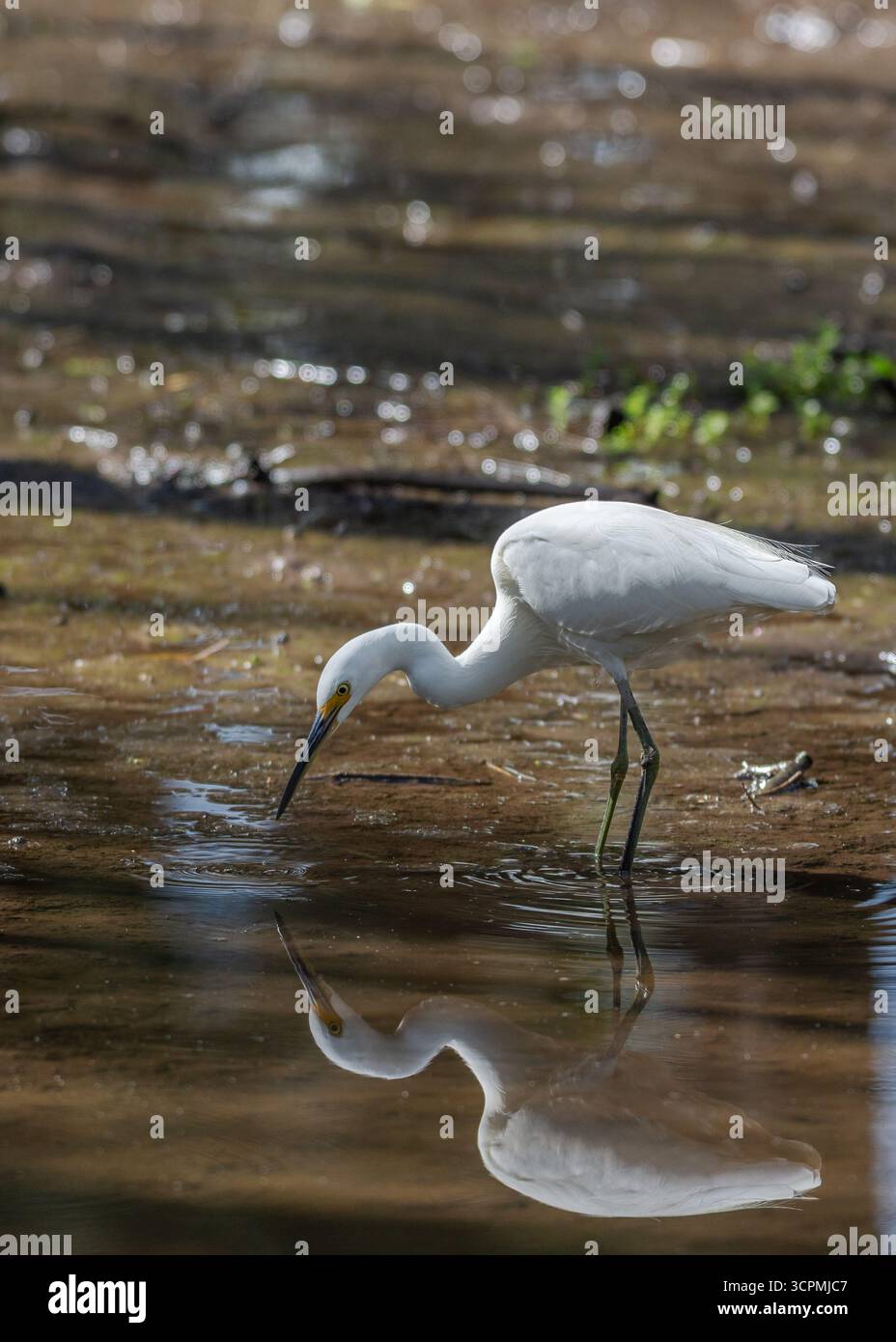 La piccola Egret (Egretta garzetta) si trova in una palude, sbirciando in acque poco profonde. Il suo collo sottile e il becco affilato sono pronti per l'alimentazione. Foto Stock